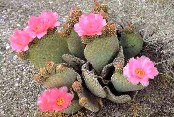 Opuntia_basilaris_1